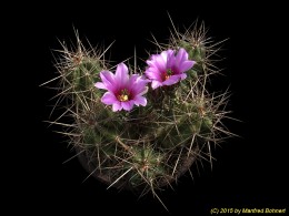 Echinocereus enneacanthus 756